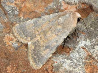 Caradrina ibeasi Fernandez adulte - �Daniel Morel