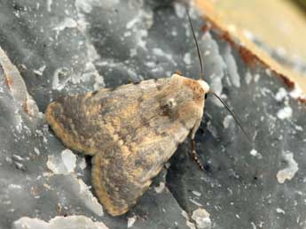 Caradrina ibeasi Fernandez adulte - �Daniel Morel