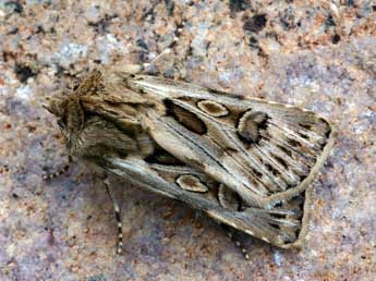Agrotis obesa Bsdv. adulte - �Daniel Morel