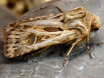 Agrotis obesa Bsdv. adulte - �Daniel Morel