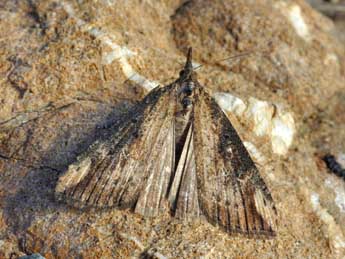 Hypena obesalis Hb. adulte - �Daniel Morel