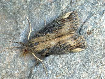 Hypena obesalis Hb. adulte - �Daniel Morel