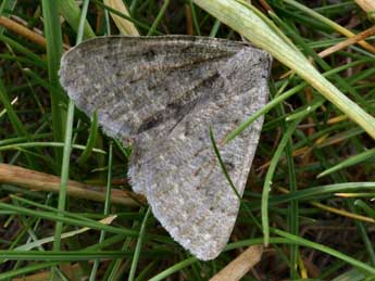 Gnophos obfuscata D. & S. adulte - �Daniel Morel