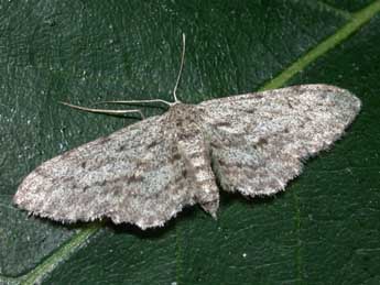 Idaea obliquaria Trti adulte - �Philippe Mothiron
