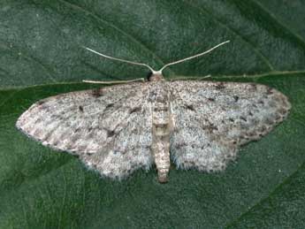 Idaea obliquaria Trti adulte - �Philippe Mothiron