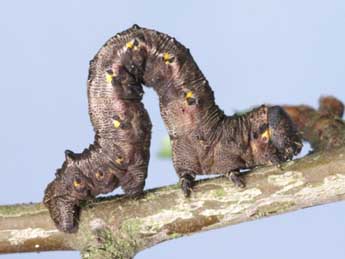  Chenille de Nychiodes obscuraria Vill. - �Lionel Taurand