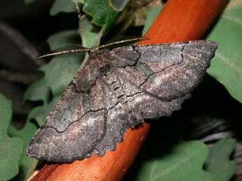 Nychiodes obscuraria Vill. adulte - �Philippe Mothiron