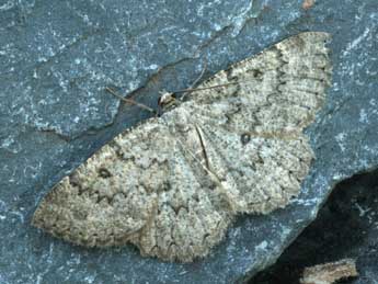 Charissa obscurata obscurata D. & S. adulte - �Daniel Morel