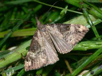 Hypena obsitalis Hb. adulte - �Philippe Mothiron