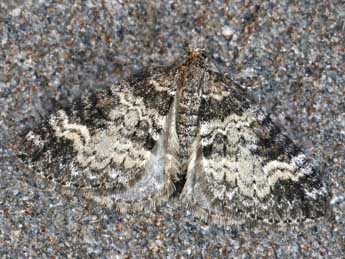 Perizoma obsoletata H.-S. adulte - �Daniel Morel