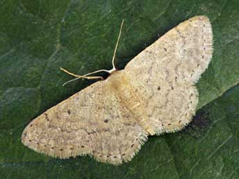 Idaea obsoletaria Rbr adulte - �Daniel Morel