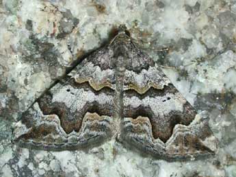 Scotopteryx obvallaria Mab. adulte - �Herv� Guyot