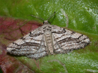 Calamodes occitanaria Dup. adulte - �Philippe Mothiron