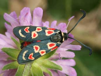 Zygaena occitanica Vill. adulte - �Daniel Morel