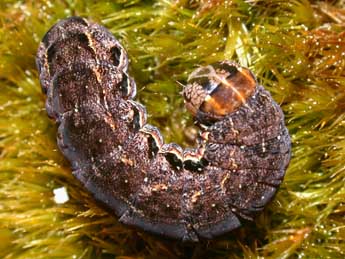  Chenille de Eurois occulta L. - �Philippe Mothiron