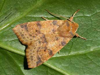 Cirrhia ocellaris Bkh. adulte - �Eric Sylvestre