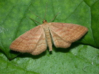 Idaea ochrata Scop. adulte - �Philippe Mothiron