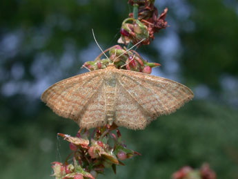 Idaea ochrata Scop. adulte - �Philippe Mothiron
