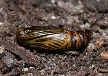  Chrysalide de Aspitates ochrearia Rossi - �Philippe Mothiron
