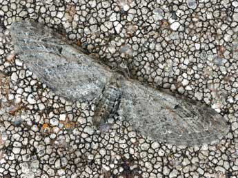 Eupithecia ochridata Sch. & Pink. adulte - �Daniel Morel