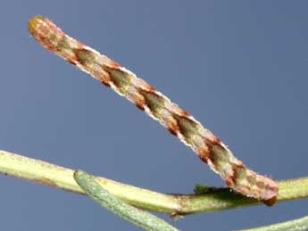  Chenille de Eupithecia ochridata Sch. & Pink. - �Lionel Taurand