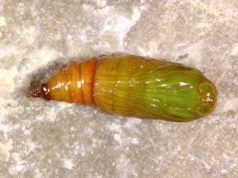 Chrysalide de Eupithecia ochridata Sch. & Pink. - �Lionel Taurand