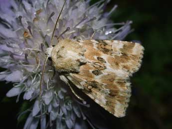 Eremobia ochroleuca D. & S. adulte - �Philippe Mothiron