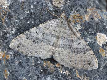 Scotopteryx octodurensis Favre adulte - �Daniel Morel