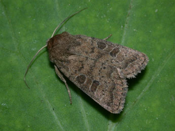 Hoplodrina octogenaria Gze adulte - �Philippe Mothiron