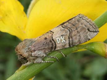 Tethea ocularis L. adulte - �Daniel Morel