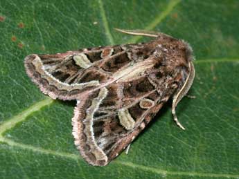 Leucochlaena oditis Gey. adulte - �Philippe Mothiron