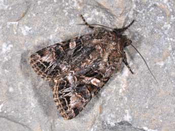 Anarta odontites Bsdv. adulte - �Philippe Mothiron