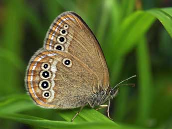 Coenonympha oedippus F. adulte - �Daniel Morel