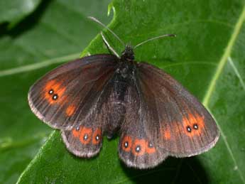 Erebia oeme Hb. adulte - �Philippe Mothiron