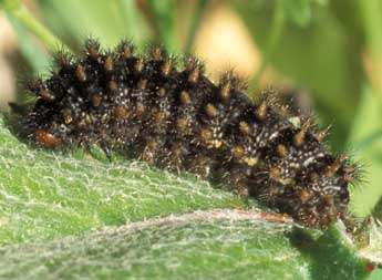  Chenille de Melitaea ornata Christoph - �Tristan Lafranchis