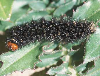  Chenille de Melitaea ornata Christoph - �Tristan Lafranchis
