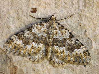 Coenotephria ablutaria Bsdv. adulte - �Daniel Morel