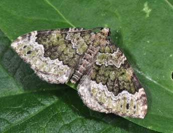 Colostygia olivata D. & S. adulte - �Philippe Mothiron