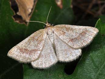 Aplasta ononaria Fuessly adulte - �Philippe Mothiron