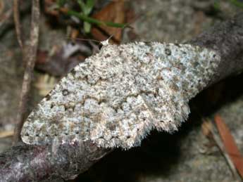 Charissa onustaria H.-S. adulte - �Philippe Mothiron