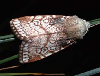 Dicycla oo L. adulte - �Philippe Mothiron