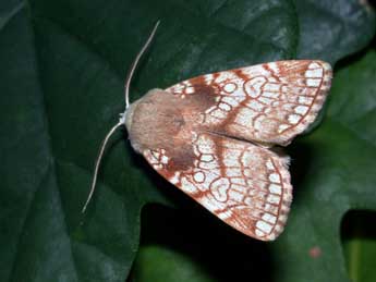 Dicycla oo L. adulte - �Philippe Mothiron