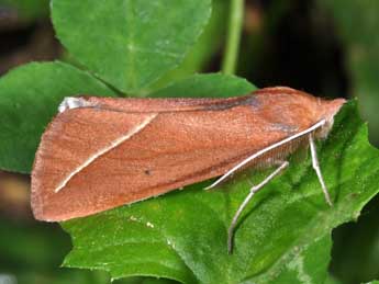 Compsoptera opacaria Hb. adulte - �Philippe Mothiron