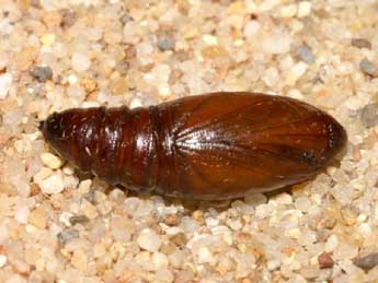  Chrysalide de Compsoptera opacaria Hb. - �Lionel Taurand