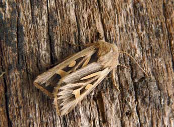 Eucoptocnemis optabilis Bsdv. adulte - �Olivier Pineau