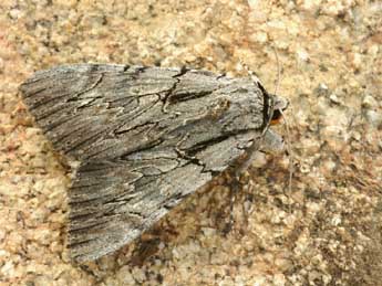 Catocala optata God. adulte - �Daniel Morel