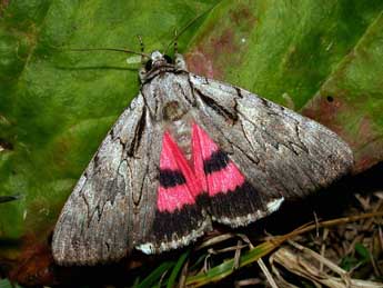 Catocala optata God. adulte - �Philippe Mothiron