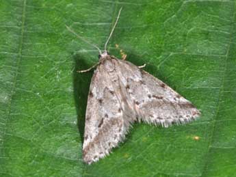 Eumannia oranaria Stgr adulte - �Philippe Mothiron