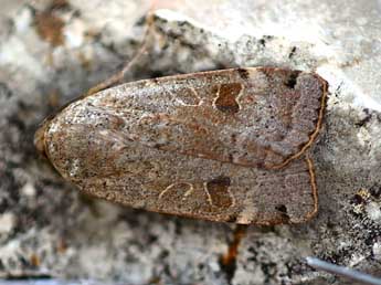 Noctua orbona Hfn. adulte - �Daniel Morel