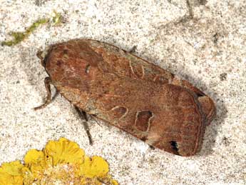 Noctua orbona Hfn. adulte - �Daniel Morel